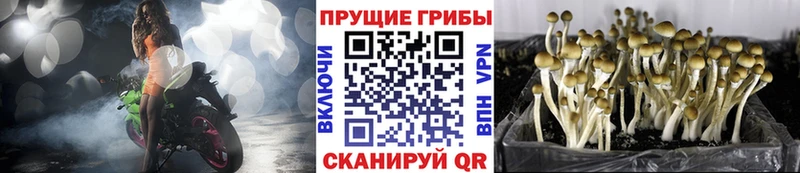 магазин    Пыталово  Галлюциногенные грибы Cubensis 